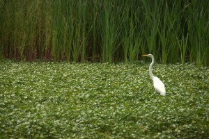 Parque Ecologico de Xochimilco 59
