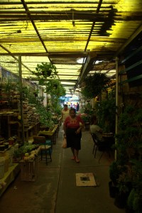 Mercado de Xochimilco 15