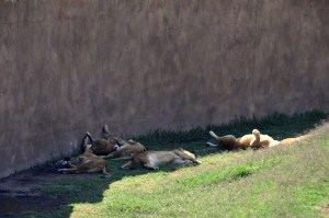 Zoologico San Juan de Aragon 18