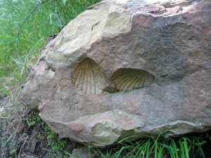 BB Trail - Fossil Trail