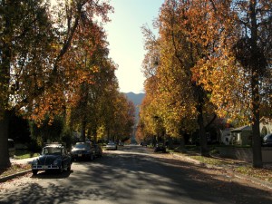 Burbank fall colors - December 2007