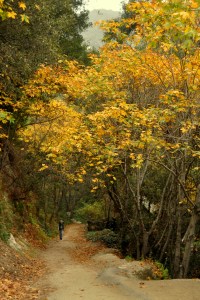 Sturtevant Falls hike - Nov 2011-5