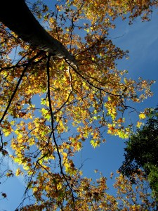 Zuma Edison hike - Dec 2010-6