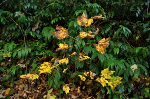 GSMNP 106 - Chimney Tops Trail