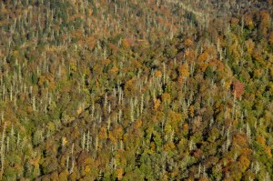 GSMNP 130 - Chimney Tops summit