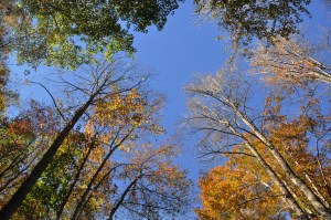 GSMNP 69 - near Elkmont
