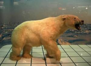 download anc polar bear