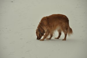 Snowpocalypse 2015-11