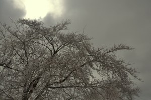 Snowpocalypse 2015-16