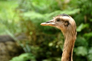 Bird Park 69 - rhea