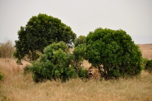 Day 1 Massai Mara 61