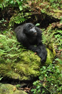 Bwindi gorillas 99