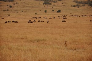 Day 1 Massai Mara 115