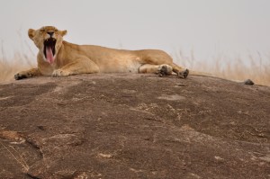 Day 1 Massai Mara 86