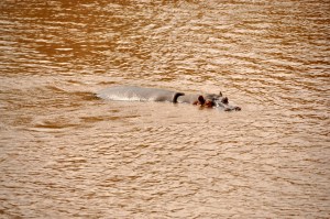 Day 2 Massai Mara 110