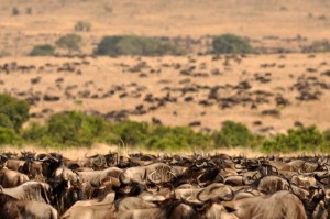 Day 2 Massai Mara 32