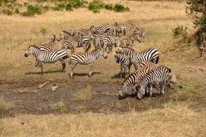 Day 2 Massai Mara 48