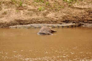 Day 2 Massai Mara 83