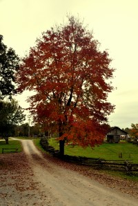 Museum of Appalachia 119