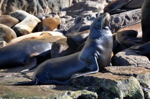 Land's End water taxi ride 25 - sea lion colony