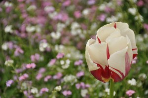 Chenonceau Chateau 23