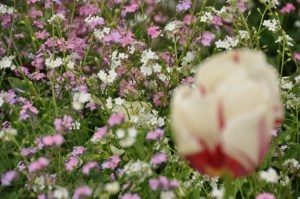 Chenonceau Chateau 24