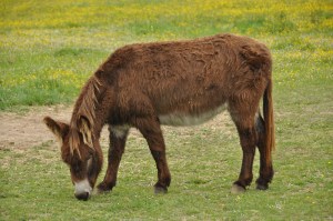 Chenonceau Chateau 44