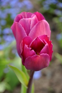 Tulip garden 5