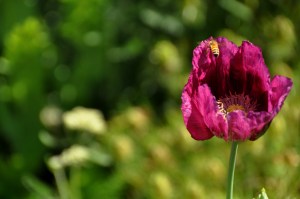 Biltmore 94 - Conservatory