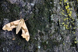 Tree moth 2