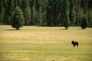 Highway 67-10 - Beefalo