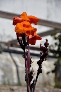 palacio-nacional-de-sintra-29